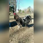 james marks - @jamesmarksroosterranch - Instagram