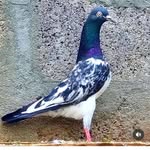 James Mashi - @jamesmasihjamesmasig - Instagram