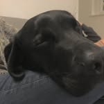 James Matcham - @kollykibber - Instagram
