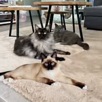 James & Maurice - @james_maurice_british_ragdoll - Instagram