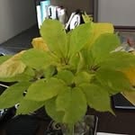 James Maynard - @jamesmaynard1825 - Instagram