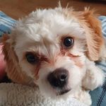 james mcguirk - @james.mcguirk1987 - Instagram