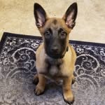 James McMullin - @ava_themaligator - Instagram