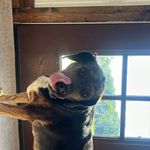 Balie james meece - @balie_thedoggo - Instagram