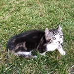 James Mellinger - @fantasyland.cats - Instagram