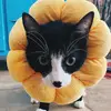 JamesKitten - @jameskittenmitten - TikTok