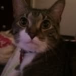 Mittens - @mittens_james - Instagram