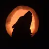 James Mohler565 - @jameswolf0384 - TikTok