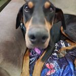 James Mongold - @spartan62218 - Instagram