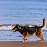 James Mossman - @brisdogpics - Instagram