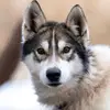 James Muntean - @thedogsledder - TikTok