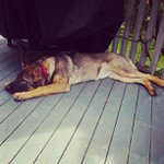 James Nemec - @renvalth - Instagram