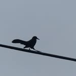 James Odling - @corvid45 - Instagram