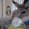 jamesohnesorge585 - @jamesohnesorge585 - TikTok