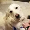 Ernie James Olaf - @ernie_bark - TikTok
