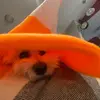 Olaf 🐶 - @olaf_james - TikTok