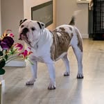 Roger Van de Kuinder - @james_old_english_bulldog - Instagram
