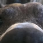 Big Dawg - @jamesonion25 - Instagram