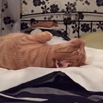 James - orange & jobless🦁🐈 - @momentemitjames - Instagram