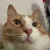 james is goated - @jamesorangecar - TikTok