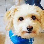 James Ore - @rupaa_da_bear - Instagram