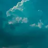 jamesorelien493 - @jamesorelien493 - TikTok