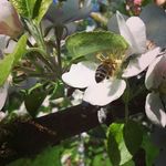 james orme - @eveshamvalehoney - Instagram