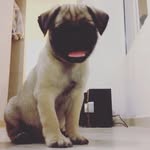 James Osbourne - @josbournepug - Instagram