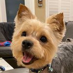 Brick James Paden - @brick_the_yorkie - Instagram