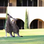 James C. Pantano - @australiantoday - Instagram