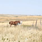 James Peckham - @kolacampgroundandtrailrides - Instagram