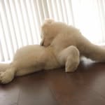 James Pei - @jamesno_1 - Instagram