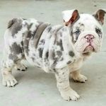 James perry - @english_buldogs_for_sale - Instagram
