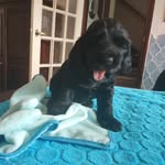 James - @cockerspaniel.james.philippe - Instagram