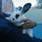 🐰Pichonono 🐰 - @james_pichonono - Instagram