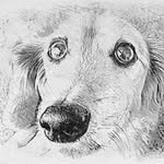 James Pickering - @reggie_the_crazy_dachshund - Instagram