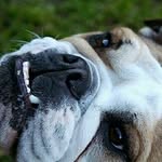 James Pickford - @charlie_and_lola_the_bulldogs - Instagram