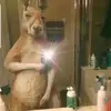 WHERES YOUR DAD - @picklejames123 - TikTok
