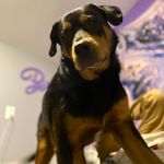 Cooper James and Piston - @cornycooper - Instagram
