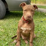 James Pit Monster - @james_pitmonster - Instagram