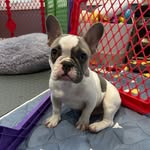 Leonardo James Polasek - @kingleonardo.the.frenchie - Instagram