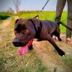 Pitbull__________ - @jam_esputt - Instagram