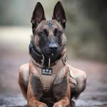 James Pyle - @gomerspyleusmc - Instagram
