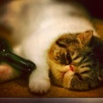 I Am A Cat MEWO MEWO MEOW - @james__quick - Instagram