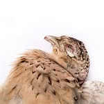 James Rees - @thatroadkillguy - Instagram