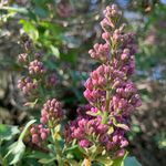 James renaud - @pretty_flowers2022 - Instagram