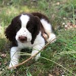 Henry James Rhames - @henryjames_thespringerspaniel - Instagram