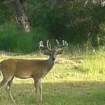 James Rickert - @hoggswild3 - Instagram