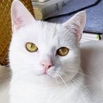 James de Ridder - @jamesthemunchkin - Instagram