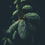 James Robello III - @jamesrobello - Instagram